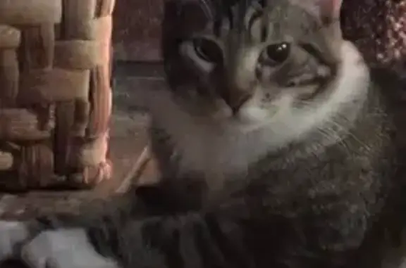 Lost Tabby: 'G' Mark, Peachtree City