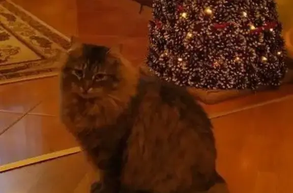 Зникла кішка Пухнастик у Волинській області