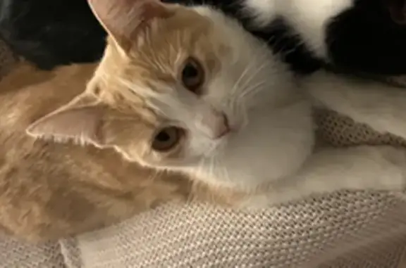 Chatte perdue : Willow, 15 mois, Gattières - photo