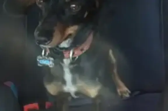 Perros perdidos, Zapopan, foto: Perro perdido en Zapopan: orejas grandes