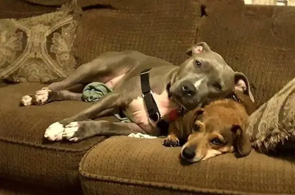 Lost and found pets Muskogee, photo: Lost Gray Pit Mix on N Main St, Muskogee