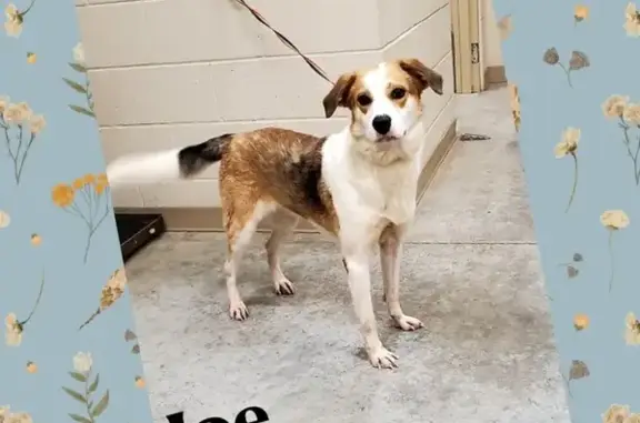 Lost and found pets Muskogee, photo: Lost Dog Joey: Saint Bernard Mix in Muskogee
