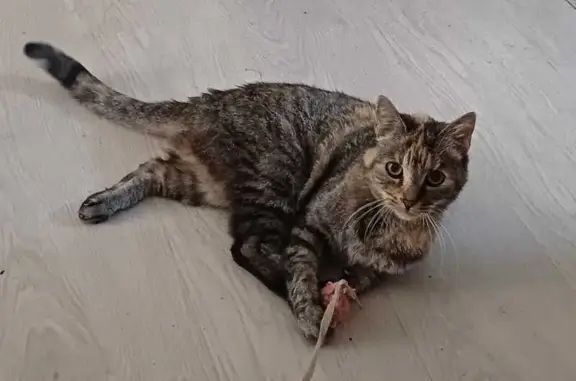 Chatte perdue près de chez moi à Limoges - photo