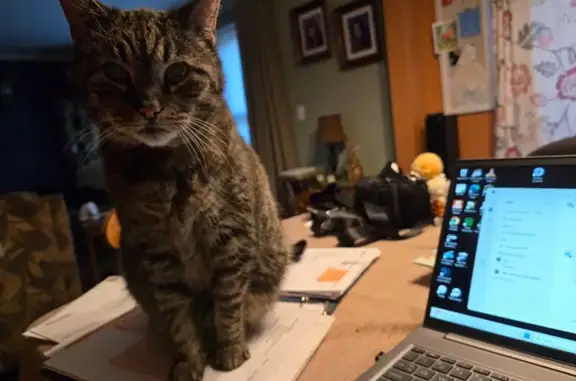 Lost Gray Tabby: Jasper on Romeo Plank