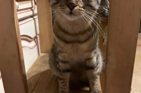 Chat mâle perdu, 1 an, castré, puce, Javrezac - photo
