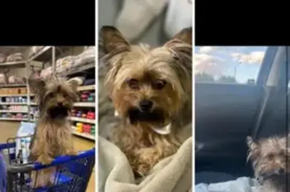 Lost Yorkie: Brown with Black Chin Hairs