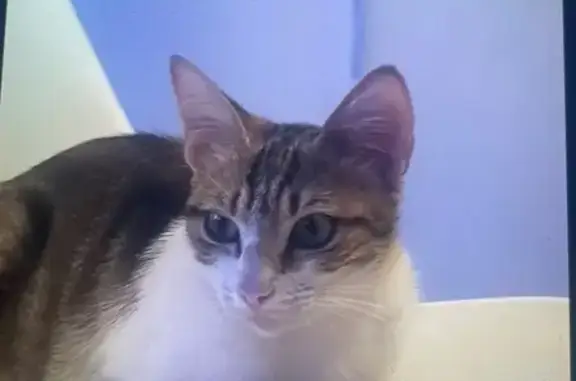 Chat perdue câline, tache nez, Sauvian - photo