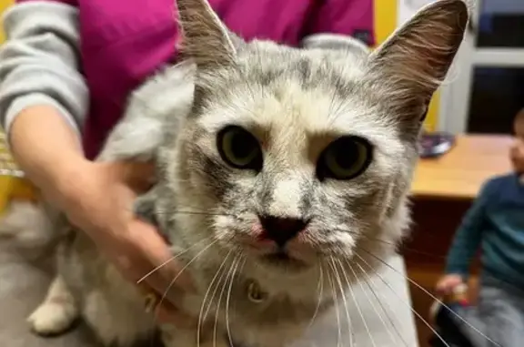 Animaux trouvés , photo: Chat blessé trouvé sur le parking scolaire