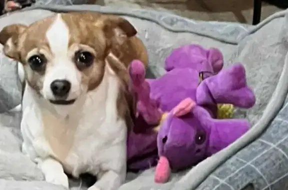 Lost Dog: White & Brown on Martinsville Rd