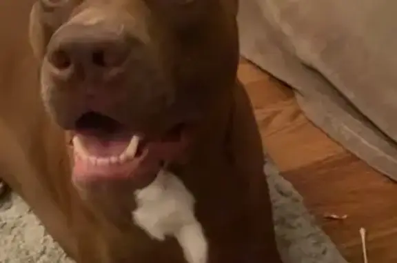 Lost Brown Pit Mix on Garden Street