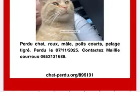 Chat roux perdu, très gentil, Mazingarbe - photo