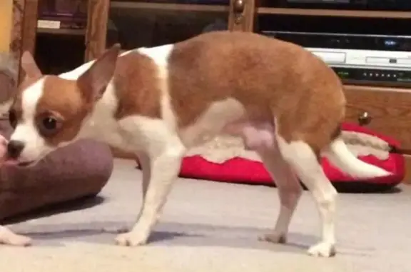 Lost Dog: White & Rust Spotted in Michigan