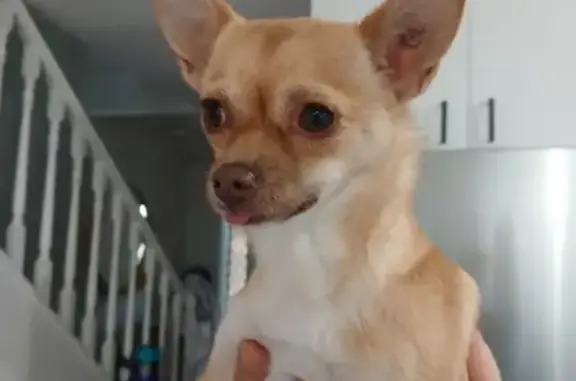 Lost pets Melton, photo: Lost: Friendly Tan Chihuahua-Pom Mix
