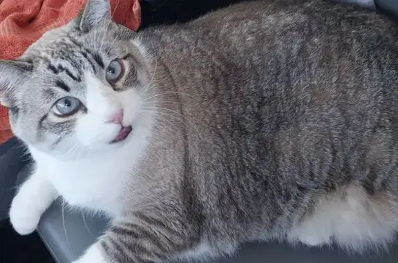 Missing cat Eugene, photo: Lost Siamese Cat Sammy on Plumtree Dr