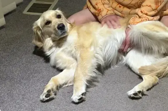 Lost pets Brimbank, photo: Lost Golden Dog Bim on Clarke Ave