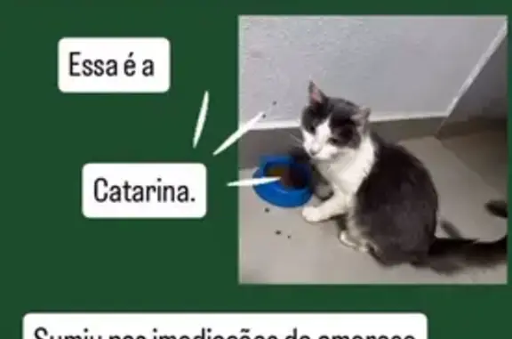 Gato desaparecido