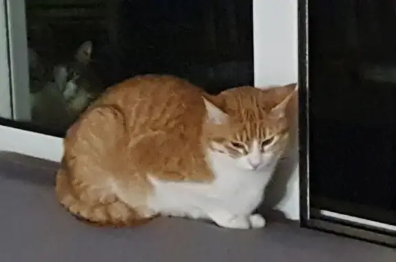 Chat perdu avec harnais rouge à Pau - photo