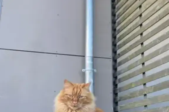 Chat roux et blanc perdu à Saint-Malo - photo