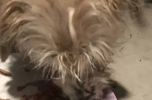 Animaux trouvés , photo: Chien crème trouvé à Rossfeld, apeuré mais doux