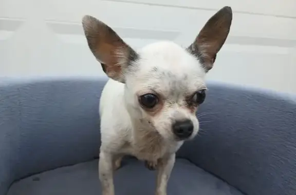 Found dog Riviera Beach, photo: Gentle Dog Found on Maniki Dr, 2546