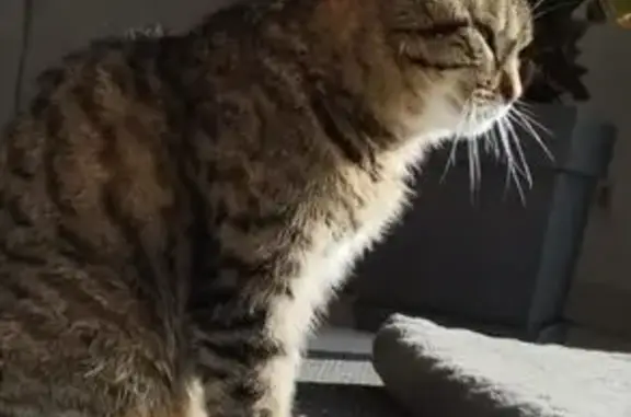 Animaux perdus , photo: Chat tigré perdu à Landigou