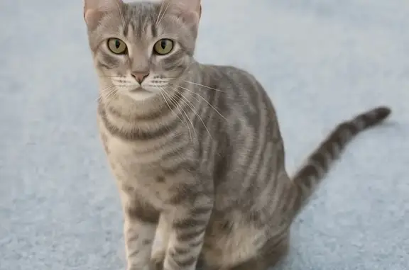 Lost Silver Cat: Vocal & Green-Eyed