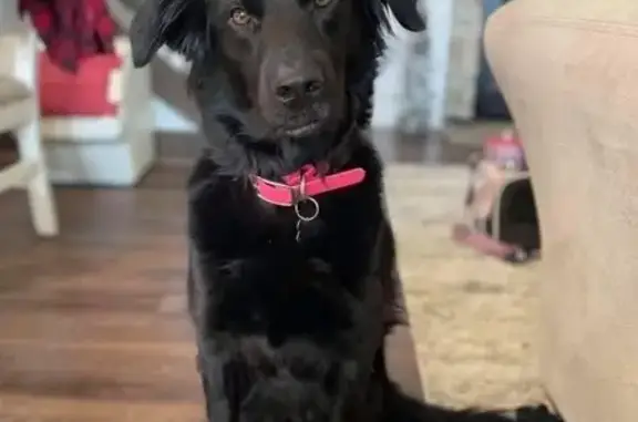 Lost Black Flat-Coat Dog: Pink Collar