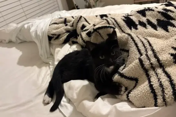 Missing cat Pearl, photo: Lost Kitten: Black with White Markings