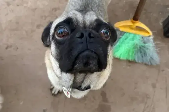 Lost Dog: Unique Look, West Roosevelt St