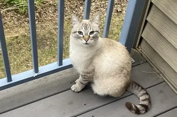 Lost: Siamese Mix Cat 'Bear' in Buffalo