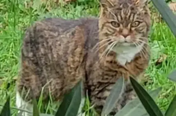 Animaux trouvés Bourg-de-Péage, photo: Chat errant sociable trouvé à Bourg-de-Péage