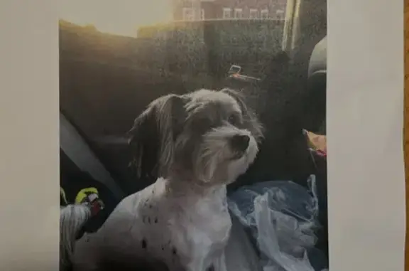 Missing dog Haskell, photo: Lost Yorkie-Maltese Mix on N. Canada Ave