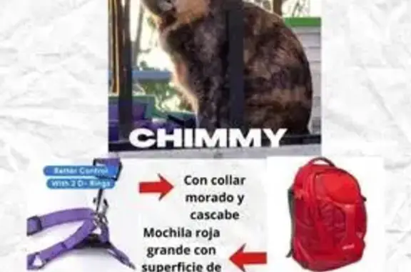¡Gato Perdido! Marrón y Gris con Collar Morado