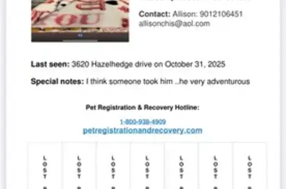 Lost Yorkshire Terrier on Hazelhedge Dr