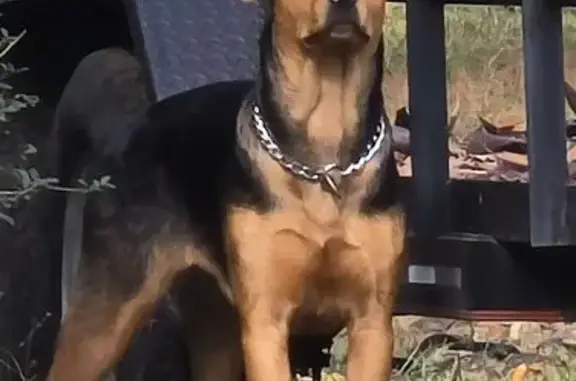 Found Dog: Black & Tan on Peil...