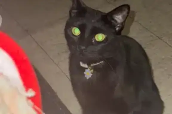 Lost Black Cat: Daisy Collar, 82nd St