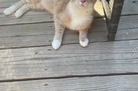 Lost Petite Cat: White & Rosy Stripes