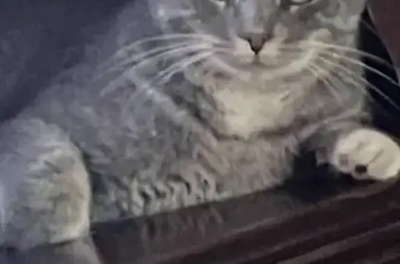 Lost Dark Gray Cat, Spayed, Call 304-952-5428