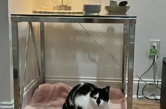 Lost Cat Kachi: Help Find Her in Broussard!