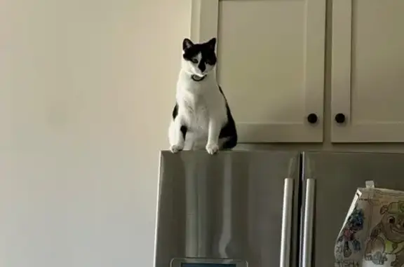 Lost Black & White Cat on Hillbrooke Dr