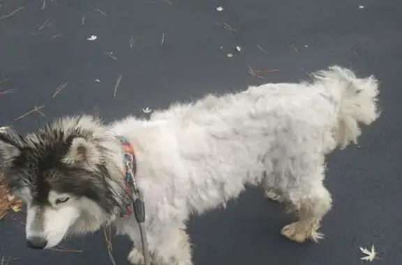 Lost Dog Near 931 Johnson Rd, Salisbury