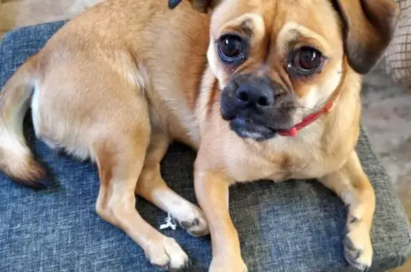 Missing dog Sky Valley, photo: Lost Tan Pug-Chihuahua Mix, Call Jessy