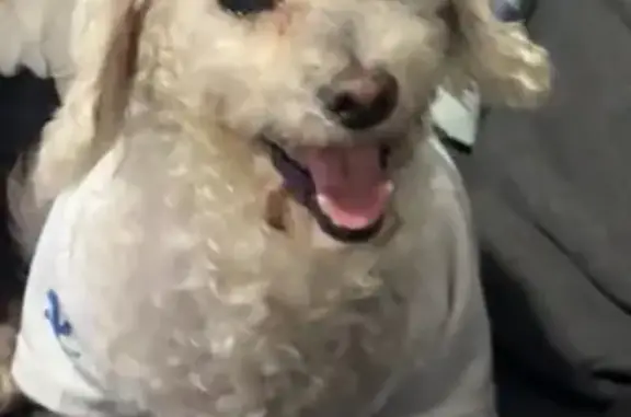 Missing dog Los Angeles, photo: Lost White Poodle in Dodger Jersey, LA