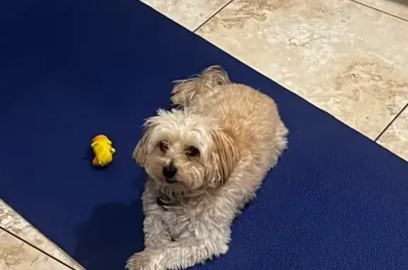 Lost Maltese/Poodle Mix on Zenobia St