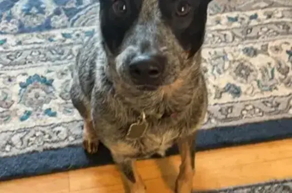 Lost Dog: Marble Gray, Black Spot - Wales