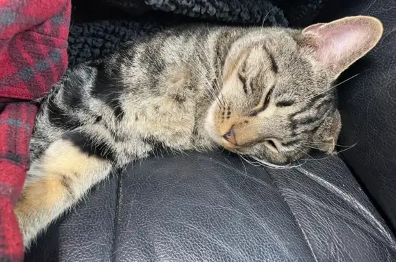 Found Tabby Cat on Sheridan Av...