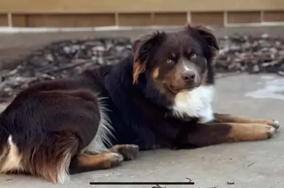 Lost Mini Aussie: Friendly Rambo Missing