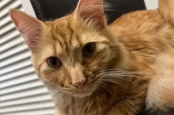 Missing cat Port Phillip, photo: Help Find Dumbo: Lost Ginger Cat in St Kilda