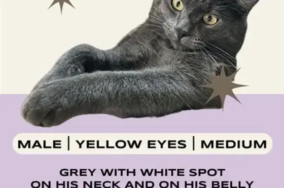Lost Cat: Grey with White Spots in NE PDX