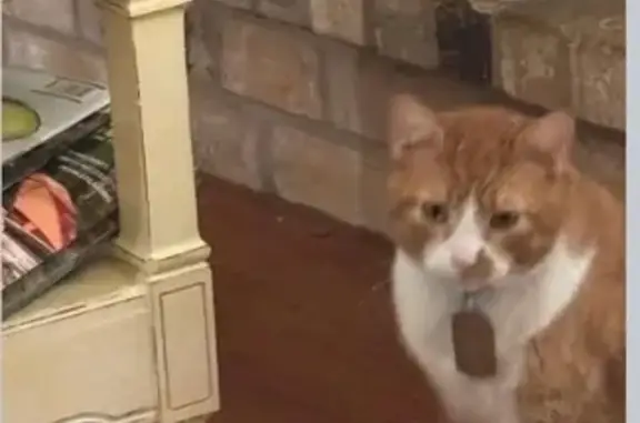 Missing cat Fairhope, photo: Lost Cat: Orange & White in Fairhope